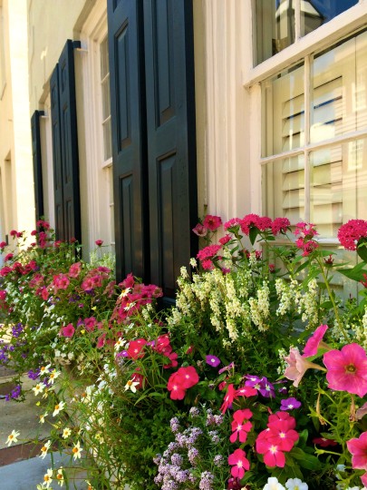 Flowers in Charleston